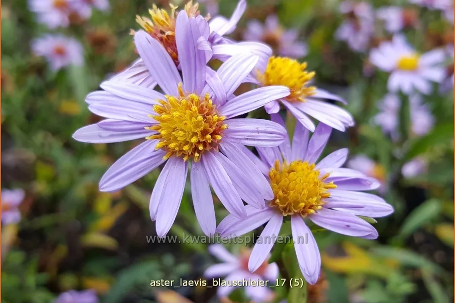 Aster laevis 'Blauschleier'