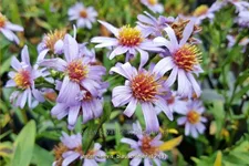 Aster laevis 'Blauschleier'
