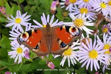 Aster ageratoides 'Asran'