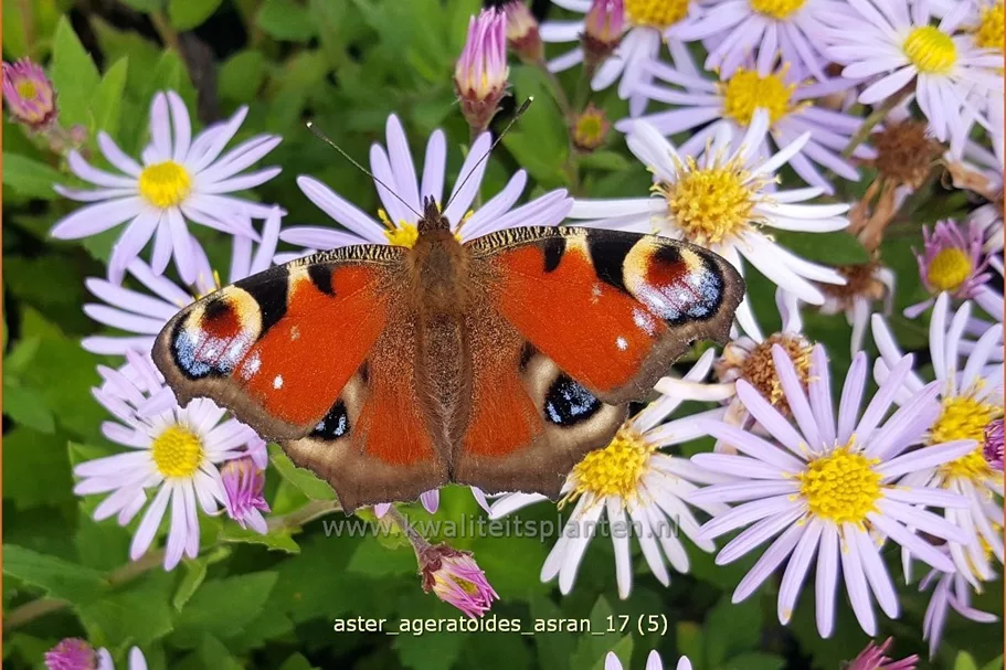 Aster ageratoides 'Asran'