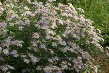 Aster ageratoides 'Asran'