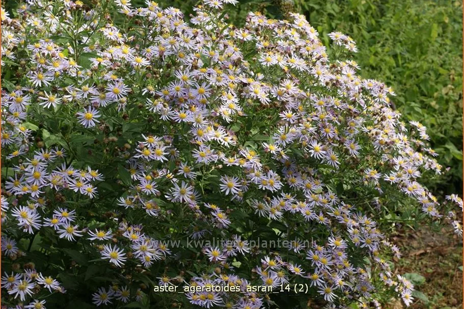 Aster ageratoides 'Asran'