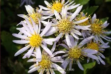 Aster ageratoides 'Asran'