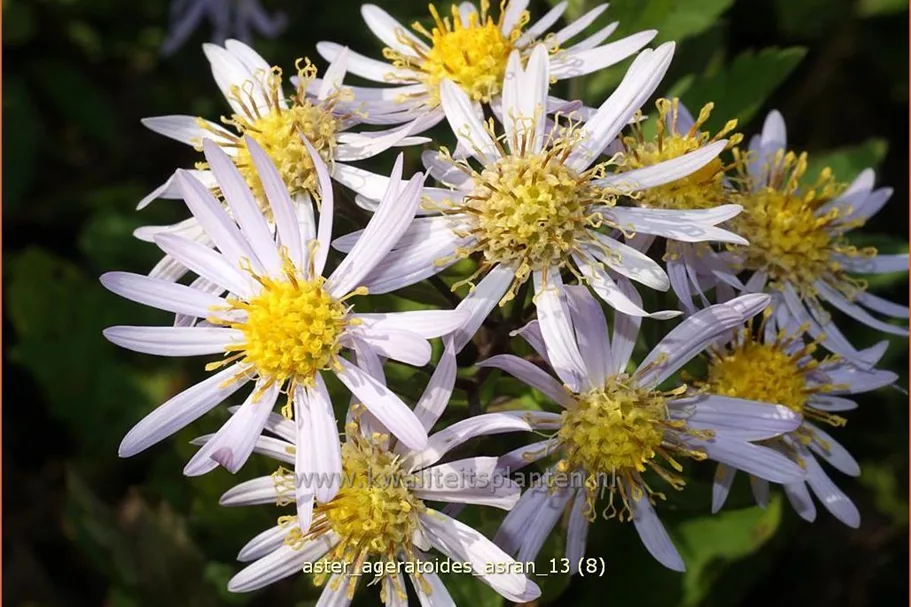 Aster ageratoides 'Asran'