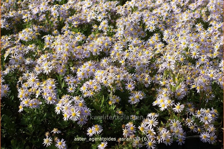 Aster ageratoides 'Asran'