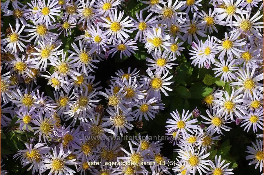 Aster ageratoides 'Asran'