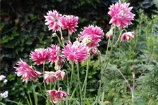 Aquilegia vulgaris 'Nora Barlow'