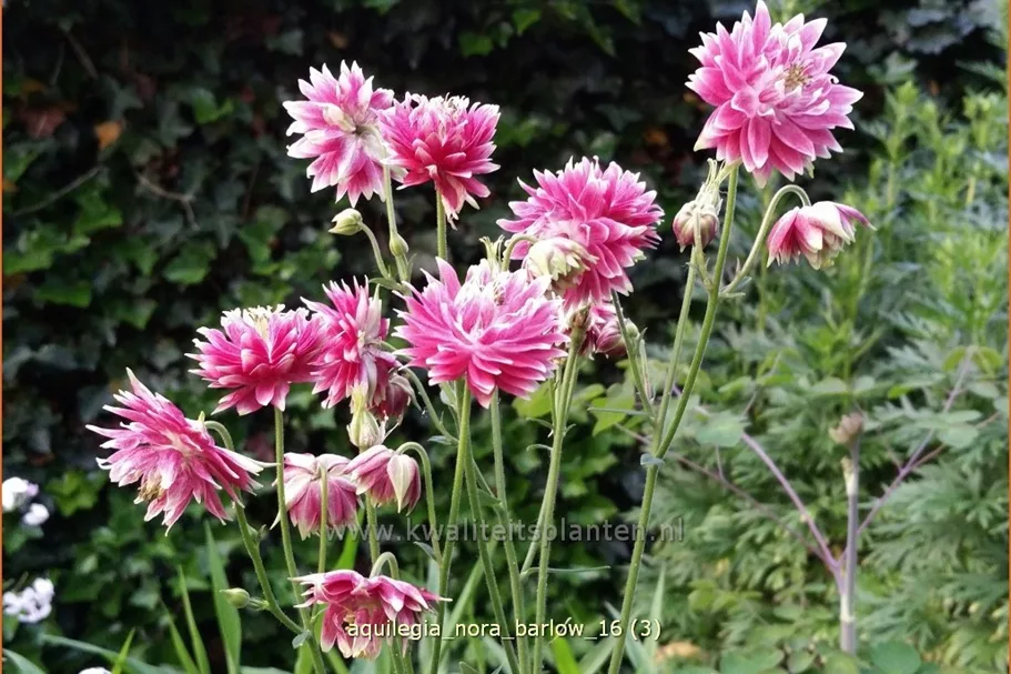 Aquilegia vulgaris 'Nora Barlow'