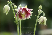 Aquilegia vulgaris 'Nora Barlow'
