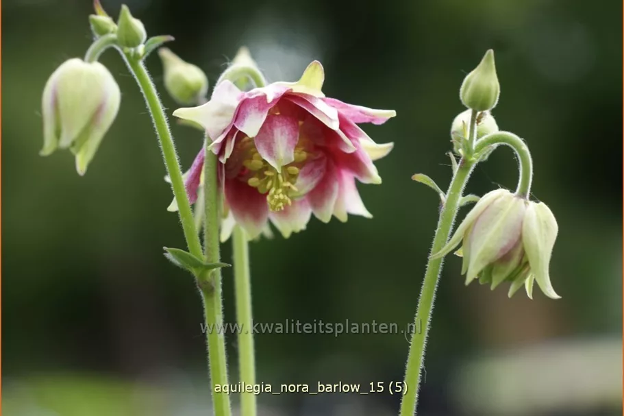 Aquilegia vulgaris 'Nora Barlow'