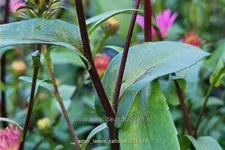 Aster laevis 'Calliope'