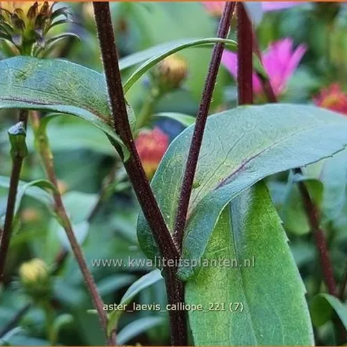 Aster laevis 'Calliope'