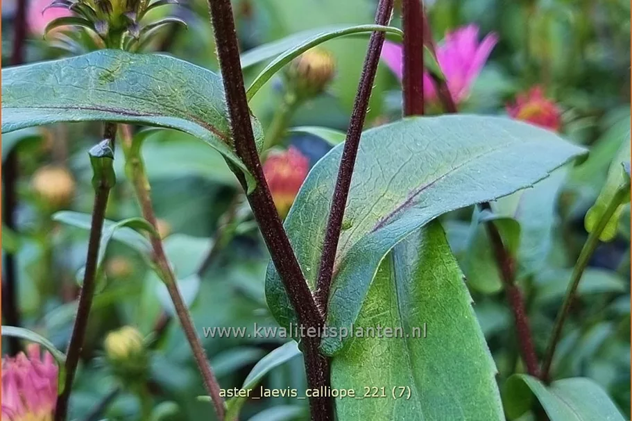 Aster laevis 'Calliope'
