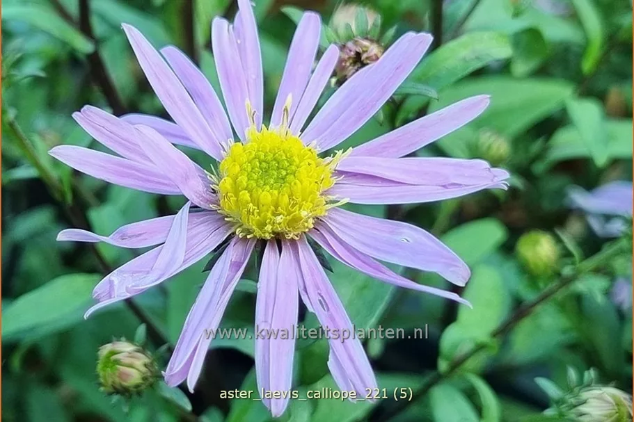 Aster laevis 'Calliope'