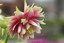 Aquilegia vulgaris 'Nora Barlow'