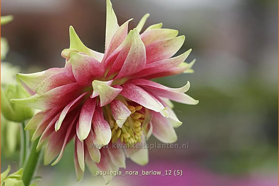 Aquilegia vulgaris 'Nora Barlow'