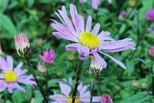 Aster laevis 'Calliope'