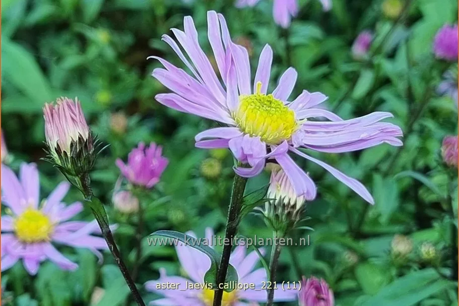 Aster laevis 'Calliope'