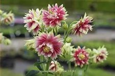 Aquilegia vulgaris 'Nora Barlow'