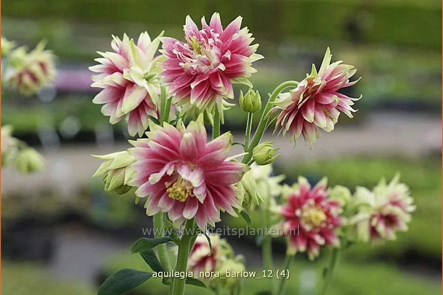 Aquilegia vulgaris 'Nora Barlow'