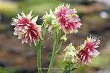 Aquilegia vulgaris 'Nora Barlow'