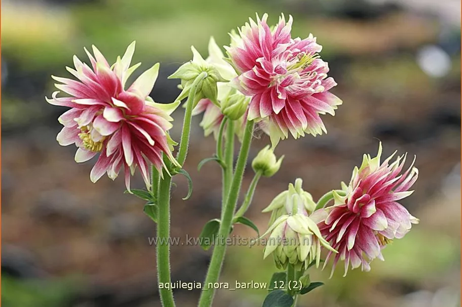Aquilegia vulgaris 'Nora Barlow'