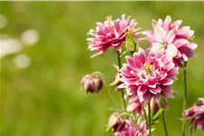 Aquilegia vulgaris 'Nora Barlow'