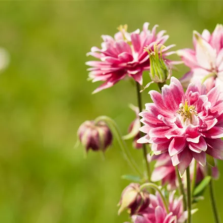Aquilegia vulgaris 'Nora Barlow'
