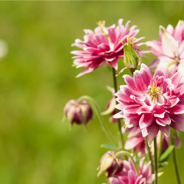 Aquilegia vulgaris 'Nora Barlow'