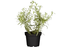 Artemisia dracunculus