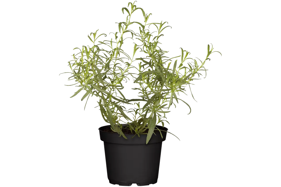 Artemisia dracunculus
