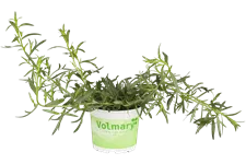 Artemisia dracunculus