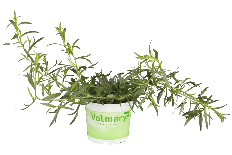 Artemisia dracunculus