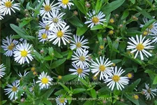 Aster ageratoides 'Blaukuppel'
