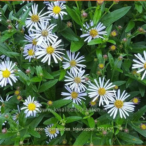 Aster ageratoides 'Blaukuppel'
