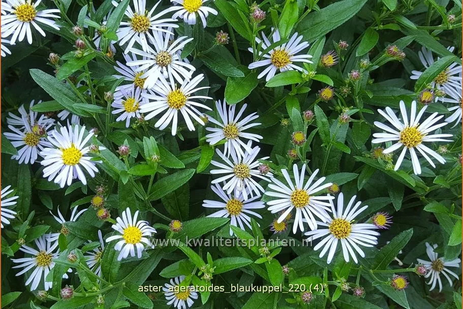 Aster ageratoides 'Blaukuppel'