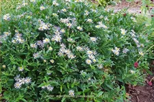 Aster ageratoides 'Blaukuppel'