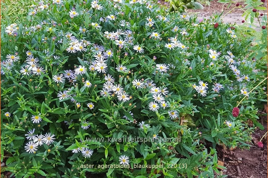 Aster ageratoides 'Blaukuppel'