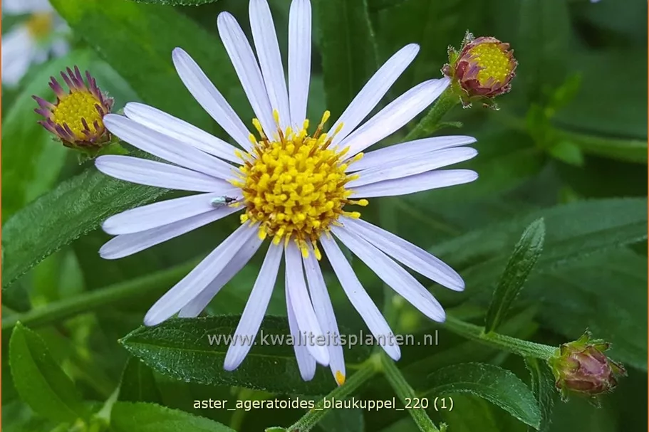 Aster ageratoides 'Blaukuppel'