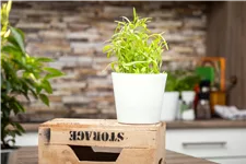 Artemisia dracunculus