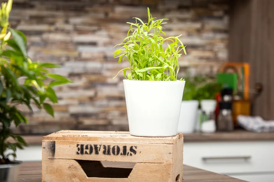 Artemisia dracunculus