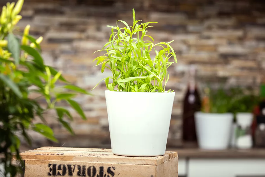 Artemisia dracunculus