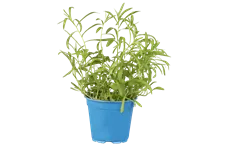 Artemisia dracunculus