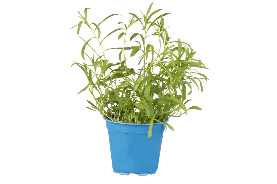 Artemisia dracunculus