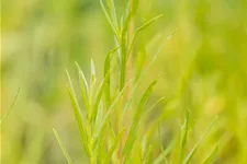 Artemisia dracunculus