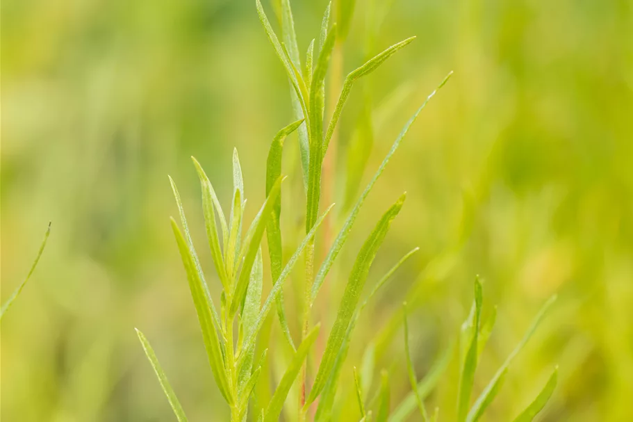 Artemisia dracunculus