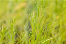 Artemisia dracunculus