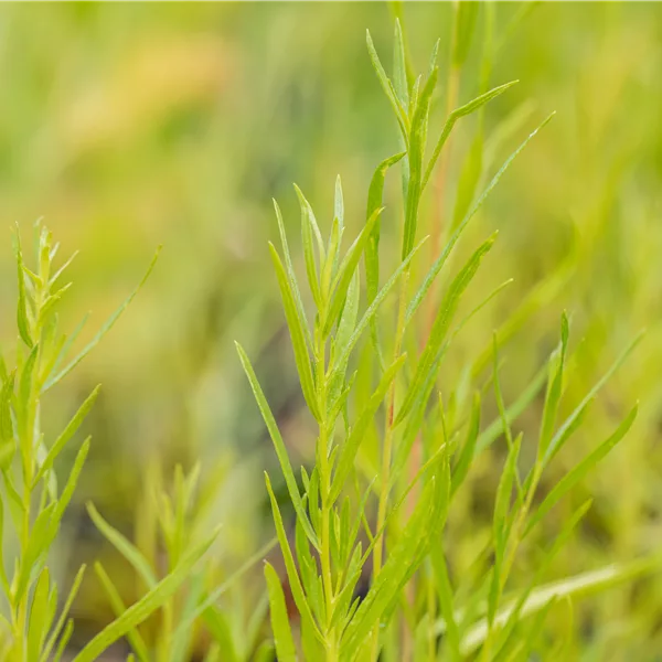 Artemisia dracunculus