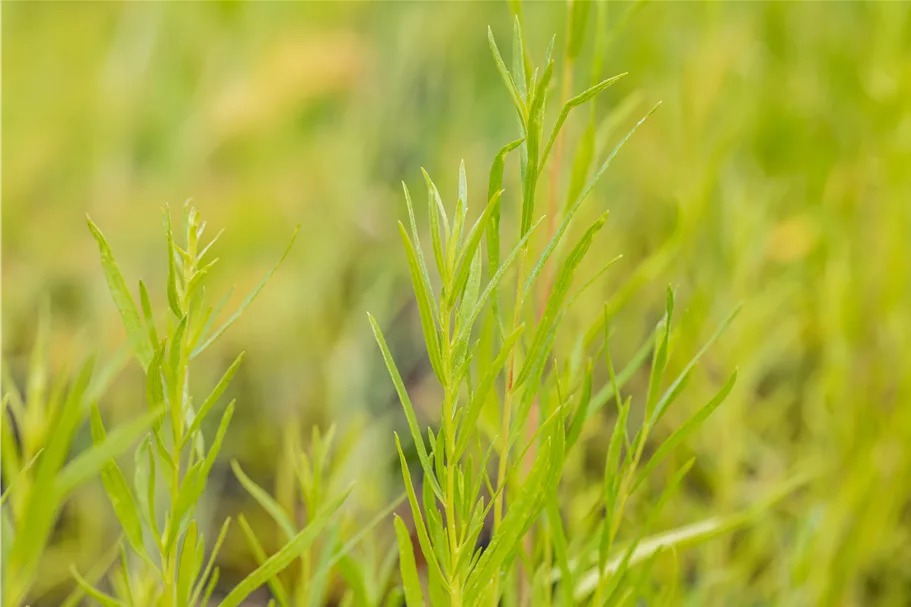 Artemisia dracunculus