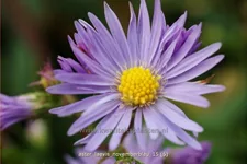 Aster laevis 'Novemberblau'